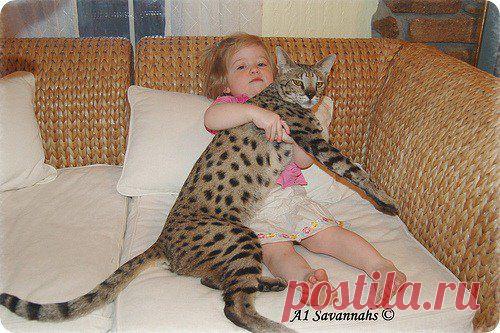 Фото Без названия. Альбом Фото группы - 50 фото. Фотографии Киномузыкальный проект иНаЧе ✰ Природа, животные, растения и др.