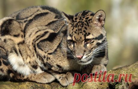 clouded leopard Ouwehand 9K2A1693 | safi kok | Flickr