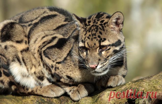 clouded leopard Ouwehand 9K2A1693 | safi kok | Flickr
