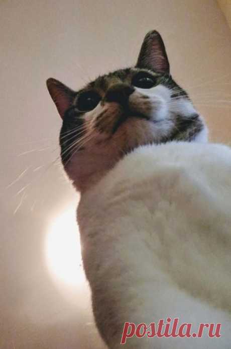 27 котов, которые круче всех делают селфи | Котомама на пенсии | Яндекс Дзен