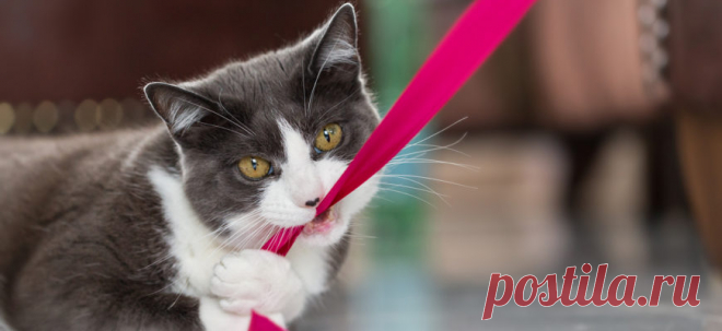 10 советов, как сохранить умственные способности вашей кошки | PetTips
