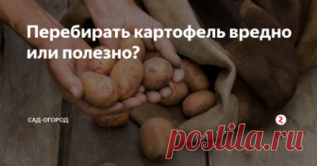 Среди многих людей есть такое мнение, что картофель в хранилище лучше не перебирать, так как это может вредно: мы можем повредить клубни или случайно перемешать больные и здоровые. Так ли это на самом деле?