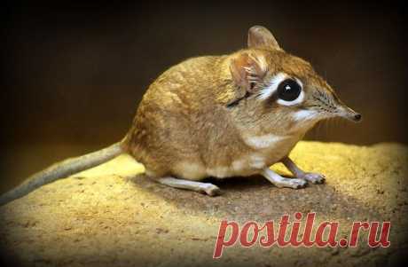 прыгунчики фото: 30 тыс изображений найдено в Яндекс.Картинках