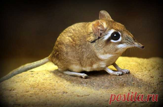 прыгунчики фото: 30 тыс изображений найдено в Яндекс.Картинках