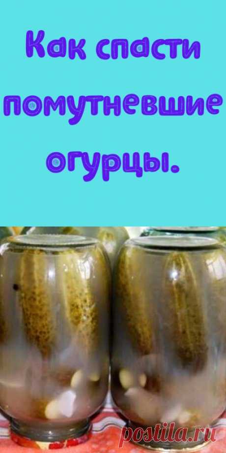 Как спасти помутневшие огурцы. - My izumrud