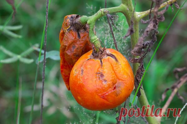 Фитофтороз помидоров: народные методы борьбы с фитофторой