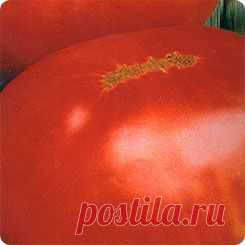 Томат Король гигантов, 20 шт.
