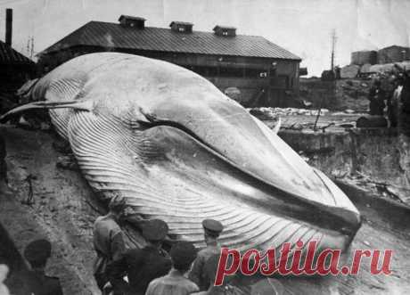 Курильское цунами 1952 года считается одним из крупнейших катастроф XX века. В ночь с 4 на 5 ноября в Тихий океан смыло целый город Северо-Курильск. Системы оповещения о стихии в СССР не было. 6 тысяч человек даже не знали, что на них движется смерть.