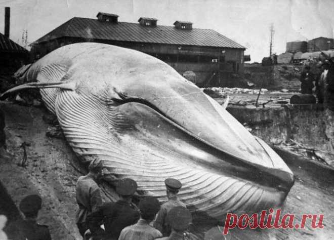 Курильское цунами 1952 года считается одним из крупнейших катастроф XX века. В ночь с 4 на 5 ноября в Тихий океан смыло целый город Северо-Курильск. Системы оповещения о стихии в СССР не было. 6 тысяч человек даже не знали, что на них движется смерть.