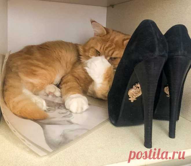 Советы по уходу за обувью, которые значительно упрощают жизнь