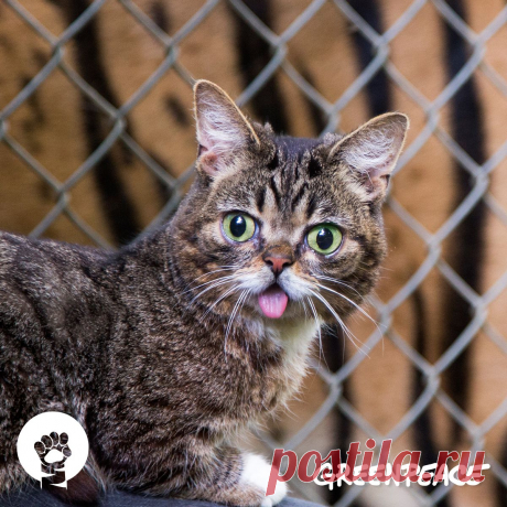 Это не тигр. Это - Lil BUB и она помогает нам спасать больших кошек в канун Всемирного дня тигра. Оставайтесь с нами и завтра мы расскажем как и Вы можете помочь большим кошкам!