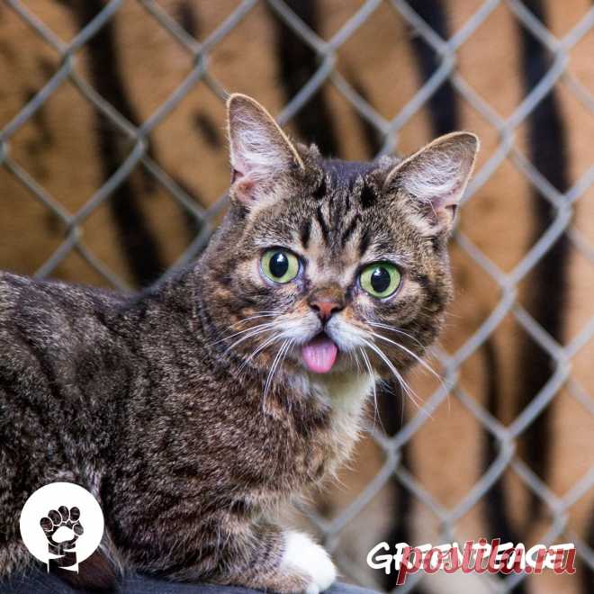 Это не тигр. Это - Lil BUB и она помогает нам спасать больших кошек в канун Всемирного дня тигра. Оставайтесь с нами и завтра мы расскажем как и Вы можете помочь большим кошкам!