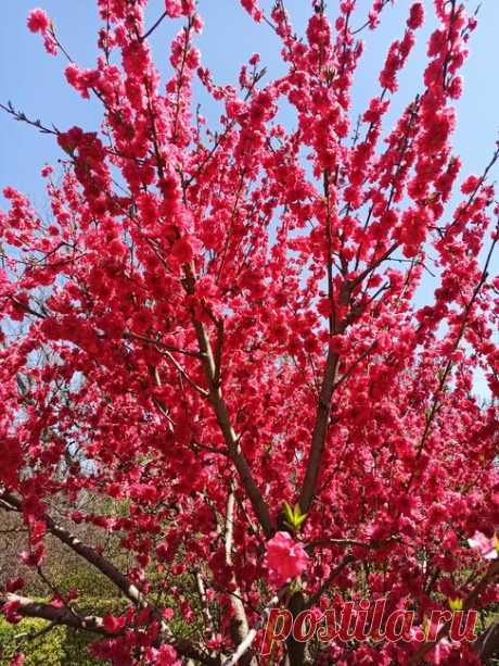 Цветущий Симферополь