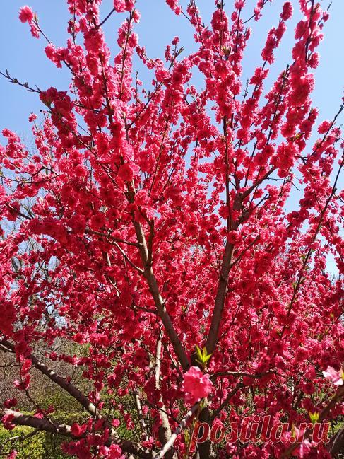 Цветущий Симферополь