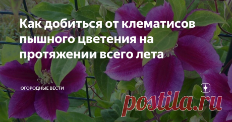 Как добиться от клематисов пышного цветения на протяжении всего лета В нашем саду растут несколько видов клематисов. Вся наша семья просто обожает эти цветы, за их необычайную красоту, особенно во время цветения. Но чтобы растения порадовало нас своей красотой, придется немного потрудиться.
Клематисы просыпаются очень рано и начинают вегетировать уже при +7°С. Первым делом убираю старую мульчу и хорошо рыхлю почву. Внимательно осматриваю растение, если есть
