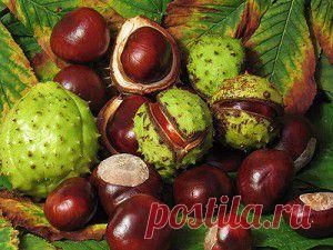 Народные методы лечения варикоза – конский каштан | Леди - Берегини