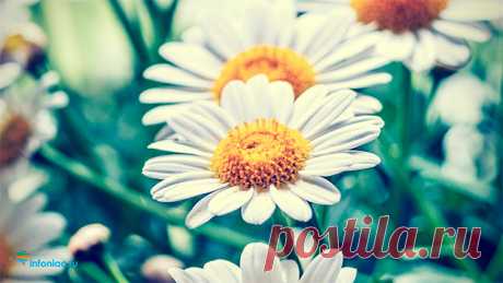 Лучшие рецепты с ромашкой на все случаи жизни. Что лечит ромашка лекарственная?