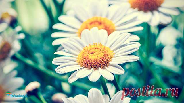 Лучшие рецепты с ромашкой на все случаи жизни. Что лечит ромашка лекарственная?