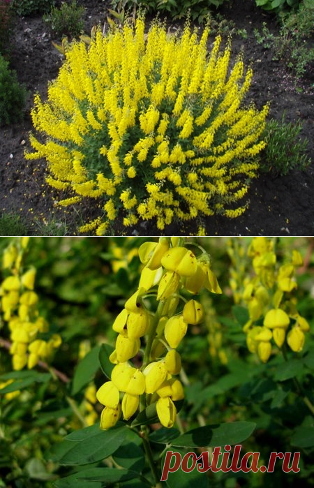 Ракитник чернеющий (Cytisus nigricans L.) – Цветущие кустарники Буква «Р» - цветочный портал Ваш Сад!