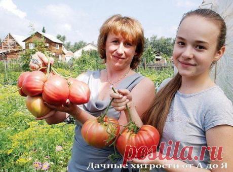 ВСЕ ЧТО НУЖНО ЗНАТЬ О ТОМАТАХ!
!!!ШПАРГАЛКА НА ЛЕТО!!!
ДЕДОВСКИЙ РЕЦЕПТ ДЛЯ ТОМАТОВ