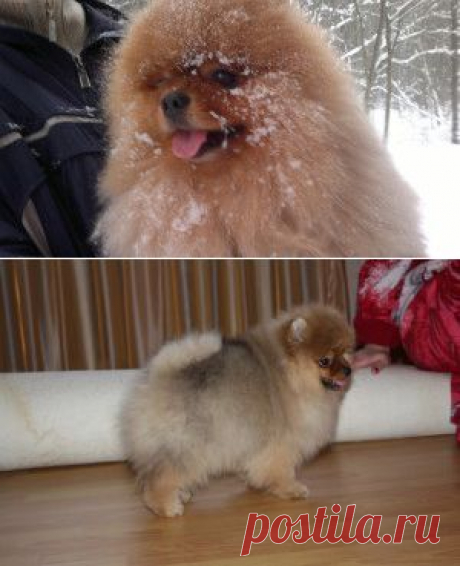 Как в мою жизнь пришел Бонифаций | Женский мир
Если Вы думаете, что счастье нельзя купить, то ошибаетесь. Счастье - это шпиц в Вашем доме.