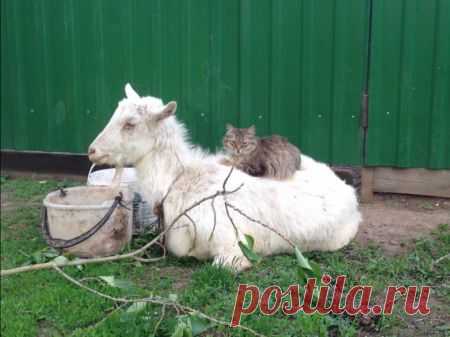 Наглость - второе счастье / Питомцы