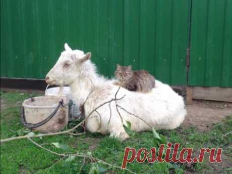 Наглость - второе счастье / Питомцы