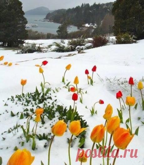Зимние тюльпаны. Красота😍
