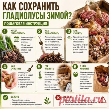 Как сохранить гладиолусы зимой