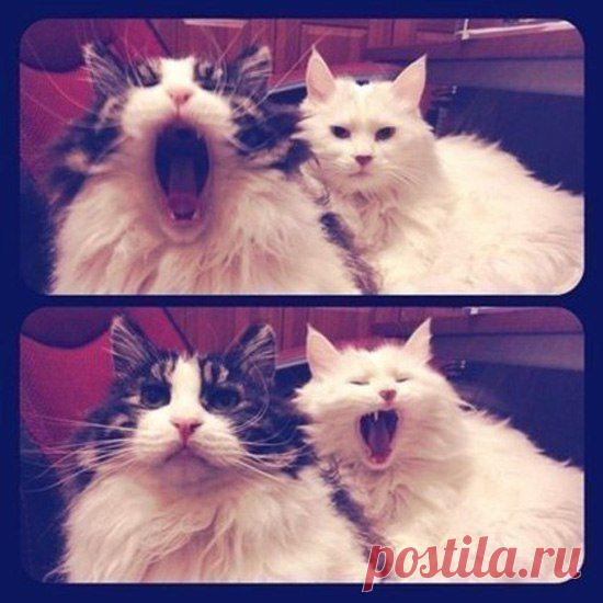 Зевота заразительна...