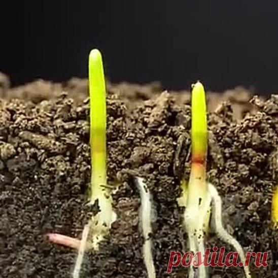 Век живи-век учись