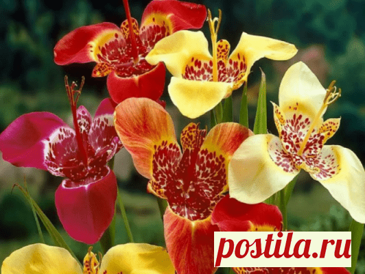 О нарядной родственнице ириса: для тех, кто любит яркие цветы — Домашние заботы