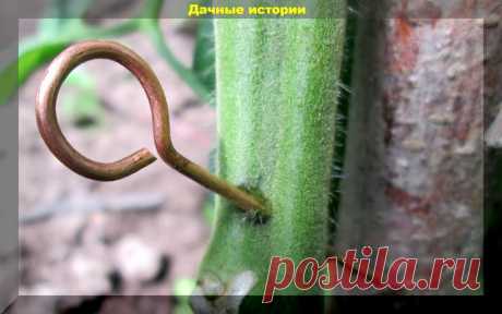 Помидоры поспеют мгновенно, если провести эту старинную процедуру. Памятка дачнику | Дачные истории | Яндекс Дзен
