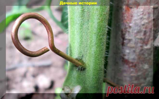 Помидоры поспеют мгновенно, если провести эту старинную процедуру. Памятка дачнику | Дачные истории | Яндекс Дзен