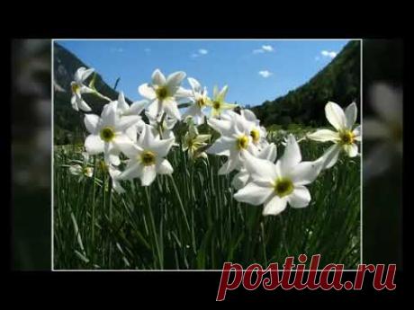 Cantarile mangaierii 2 - Mariana Somesan [ 2018 ]