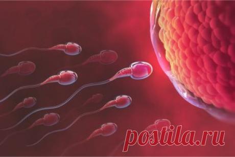 Дама выбирает кавалеров: роль яйцеклетки в процессе оплодотворения