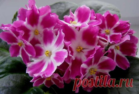 (15) Мой Мир@Mail.Ru