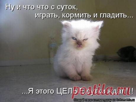 Четыре сыночка (котоматрица)