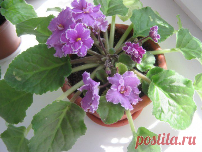 (+1) тема - Любимые цветочки | РУКОДЕЛИЕ