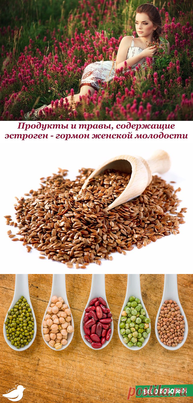 Продукты и травы, содержащие эстроген - гормон женской молодости  📌


Женщина всегда хочет выглядеть привлекательно и быть красивой. Но красота идет изнутри и это, в первую очередь, здоровье. И на женское здоровье очень сильно влияет гормональный фон – содержание в организме гормонов.