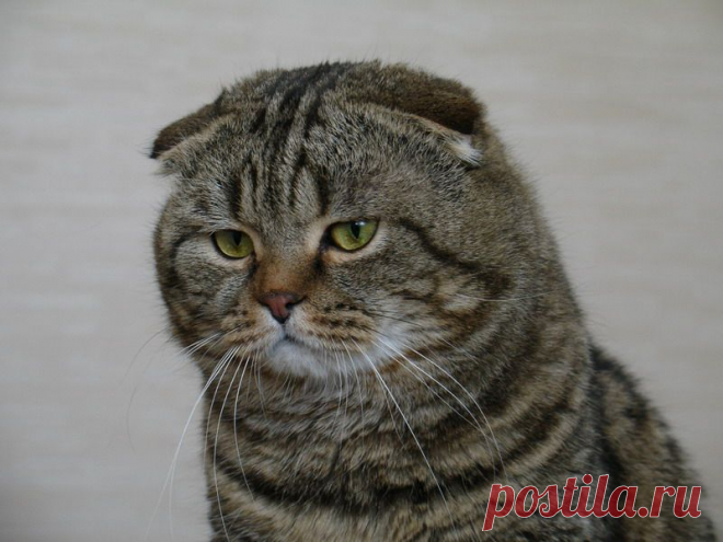 Кот Питер, международный чемпион породы