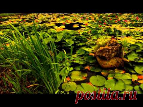 Chorus of frogs and crickets 12 H/For Work,Study,Sleep - YouTube