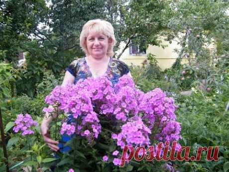 ФЛОКС - ВЫРАЩИВАНИЕ, УХОД, РАЗМНОЖЕНИЕ. ШИКАРНОЕ ЦВЕТЕНИЕ!!! Phlox - cultivation, care, breeding