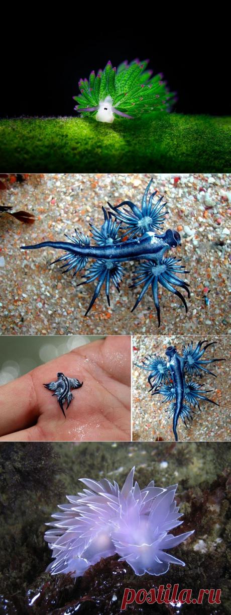 25 морских слизней, доказывающих, что инопланетяне живут среди нас Жители морских глубин одни из самых удивительных существ живущих на Земле. Их разнообразные виды поражают воображение, ведь такого буйства красок и форм не увидишь больше нигде! Одними из самых удивительных морских существ являются слизни, которые отличаются своими красочными расцветками и причудливыми формами.