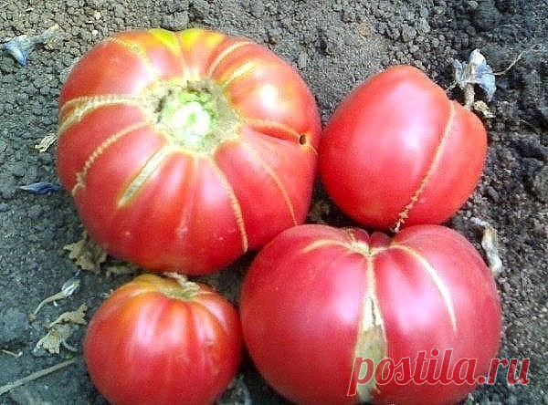 7 МАЛЕНЬКИХ СЕКРЕТОВ ВЫРАЩИВАНИЯ ВКУСНЫХ ПОМИДОРОВ 
Ну, во-первых, надо определить — что значит вкусный помидор? Это мясистый, с тонкой шкуркой, сладкий, нежной мякотью, без неприятной кислинки, с характерным «вкусным» помидорным запахом плод. Согласны?

Вкус помидора зависит от определённого соотношения сахаров и кислот. Чем меньше кислот и больше сахаров — тем вкуснее плоды. А где больше всего кислот? Правильно, в соке семенной камеры помидора! Следовательно, чем больше ...