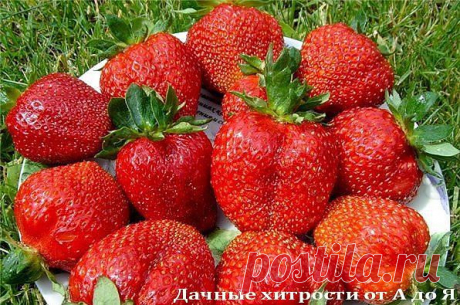 УДОБРЕНИЯ ДЛЯ КЛУБНИКИ ИЗ ХЛЕБА, ИЗ СЫВОРОТКИ, ИЗ ПОМЕТА, ИЗ КРАПИВЫ