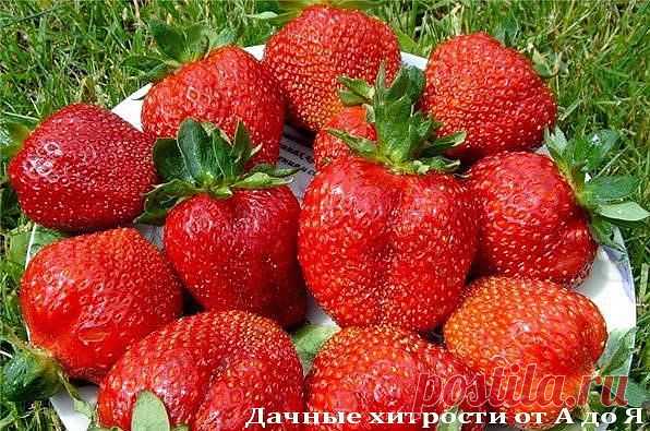 УДОБРЕНИЯ ДЛЯ КЛУБНИКИ ИЗ ХЛЕБА, ИЗ СЫВОРОТКИ, ИЗ ПОМЕТА, ИЗ КРАПИВЫ