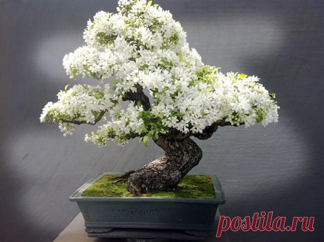 Бонсай. Дерево в горшке Искусство бонсай в переводе на русский язык означает «дерево в горшке». Возникло это искусство в 200 году до н. э. в Китае, точнее изначально оно звучало как «пан-сан». Несколько веков позднее японцы вместе с буддизмом освоили это искусство, довели его до совершенства и теперь оно считается...