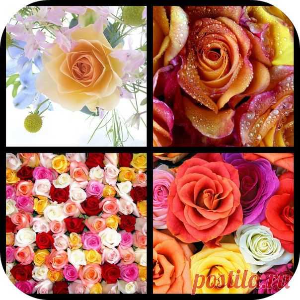Я люблю ✿ ЦВЕТЫ ✿ | I ♥ Flowers