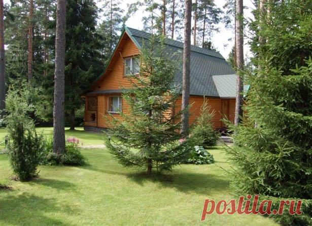 Энергосбережение за счет деревьев на участке